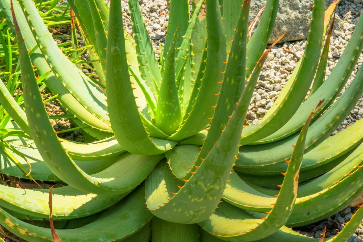 Aloe hereroensis